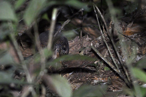 06/08/10, Amazon Manu Lodge. Foto Miguel Rouco