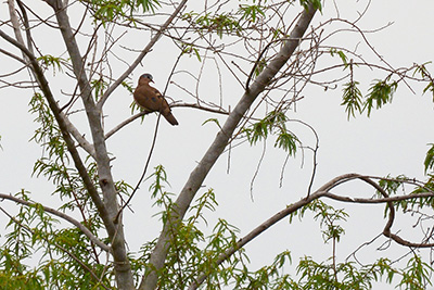 images/ugandapreparadas/palomitaaliazul24mabambaDSC_2650web.jpg